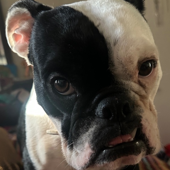 Faux Paux Fashion Dog Collar - Picture 4 of 6